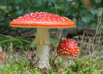 Fliegenpilz