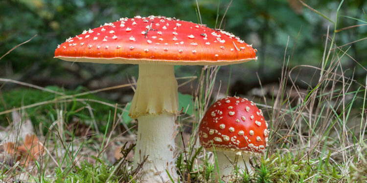 Fliegenpilz
