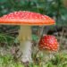 Fliegenpilz